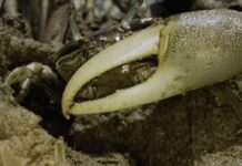 Тайна Краба-Скрипача и танец экосистемы на побережье Новой Англии