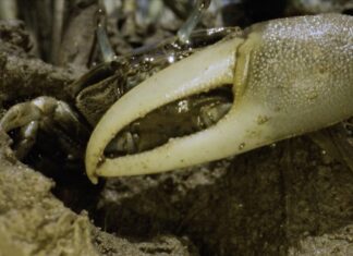 Тайна Краба-Скрипача и танец экосистемы на побережье Новой Англии