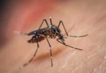 Тайны комариной слюны: Как ученые разгадывают код борьбы с смертельными вирусами