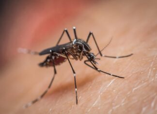 Тайны комариной слюны: Как ученые разгадывают код борьбы с смертельными вирусами