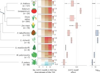 Раскрывая тайны растительной гармонии: как растения управляют своими генами