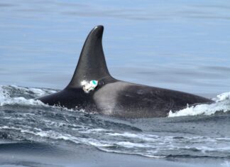 Шум человечества заглушает песни косаток: как шум судов угрожает выживанию китов Салишского моря
