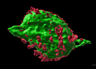 Тайна Опухших Нейронов: Новое Надежда для Лечения Травм Спинного Мозга