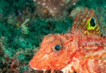 Морские Малиновки: Рыбы с “Вкусовыми Ногами” – Шедевры Эволюции