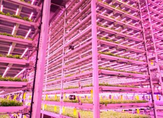 Искусственный интеллект подсвечивает путь к доступному вертикальному земледелию