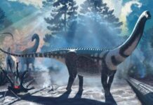 В Шелковистых Пеплах Юрского Мира: Но Discovery Динозавра-Гиганта из Вайоминга