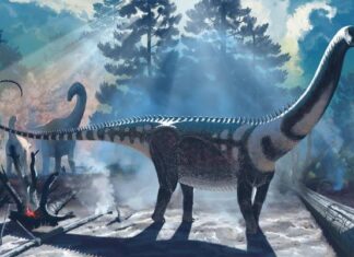 В Шелковистых Пеплах Юрского Мира: Но Discovery Динозавра-Гиганта из Вайоминга