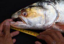 Из Теней Меконга: Возвращение Легендарного Гиганта