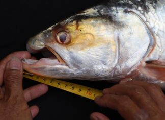 Из Теней Меконга: Возвращение Легендарного Гиганта