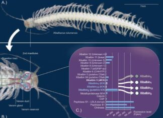 Тайны Подводных Пещер: Яд Ракообразных – Ключ к Новым Лекарствам