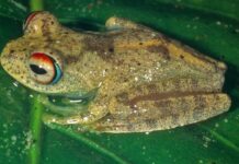 Свистящие Лягушки “Звездного Пути”: Новые Виды из Мадагаскарских Лесов