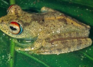 Свистящие Лягушки “Звездного Пути”: Новые Виды из Мадагаскарских Лесов