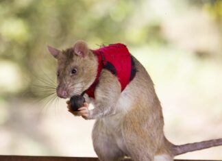 Крысиные Шпионажи: Как Гиганты Африки Станут Защитниками Дикой Природы