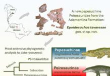 В Бразильских Пеплах Тайны Гондваны: Открыт Новый Длинномордый Нотозухий