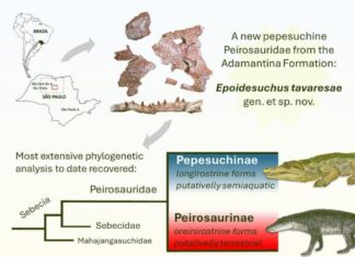 В Бразильских Пеплах Тайны Гондваны: Открыт Новый Длинномордый Нотозухий