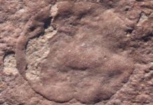 Тайна Перевернутого Вопроса: Новое Эдиакарское Чудо из Австралии