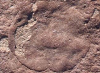 Тайна Перевернутого Вопроса: Новое Эдиакарское Чудо из Австралии