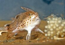 Раскрывая Тайны Морского Чуда: Полный Геном Пятнистой Ручной Рыбы