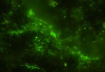 Вглубь веков: Микробы-ветераны из глубин Земли возрастом 2 миллиарда лет