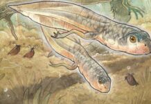 Тайна Древних Озер: Самый Старый Головастик Расшифровывает Миллионлетнюю Эволюцию