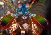 Таємниця Космічної Булави: Як Креветки-Богомоли Завдають Ударів, Не Пошкоджуючи Самих Себе