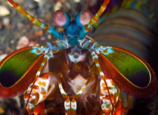 Таємниця Космічної Булави: Як Креветки-Богомоли Завдають Ударів, Не Пошкоджуючи Самих Себе