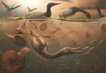 Шепіт Льодовикової Епохи: Антарктида Розкриває Таємниці Ранніх Водоплавних Птахів