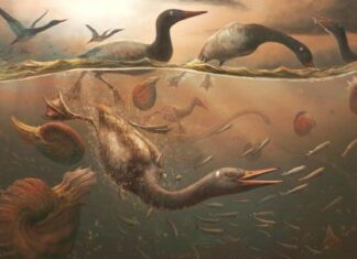 Шепіт Льодовикової Епохи: Антарктида Розкриває Таємниці Ранніх Водоплавних Птахів
