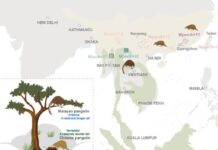 Розкриття таємниць “живих копалин”: генетичні Хроніки китайських та малайських ящірок