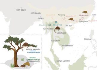 Розкриття таємниць “живих копалин”: генетичні Хроніки китайських та малайських ящірок