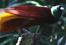 Таємниця мерехтливого пір’я: Райські птахи-не просто красені, а й біофлуоресціюючі чарівники