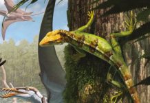 Древній Лісовий мешканець: відкриття Нового виду Ринхоцефала, що мешкав на деревах 145 мільйонів років тому