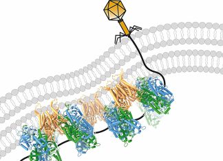 Нові знання можуть допомогти фагам перемогти бактерії, стійкі до антибіотиків