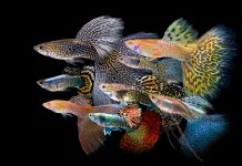 Таємниці помаранчевого: як яскраве забарвлення гуппі Пов’язаний з мужністю і Здоров’ям