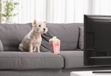 Зачаровані екранами: чому собаки так люблять дивитися телевізор?