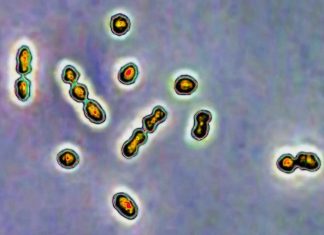 Материнське молоко може допомогти боротися з інфекціями, які загрожують вагітності