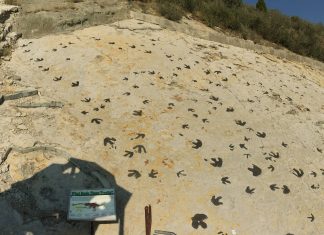 Родичі тиранозавра рекса «ходили по місяцю», щоб залучити самок, припускає новознайдена» шлюбна арена » динозаврів