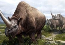 Розкриваючи таємниці минулого: стародавні білки проливають світло на еволюцію носорогів