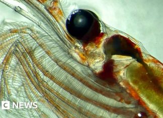 Крихітна істота наїдається, товстіє і замикає планету