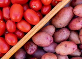 Коріння картоплі йдуть в стародавні томати