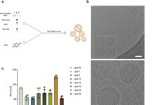 Ліпідні наночастинки дозволяють проводити цілеспрямовану РНК-терапію запальних захворювань кишечника