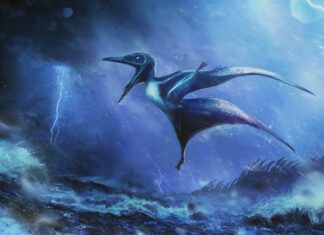 «Наші серця зупинилися»: вчені виявили, що дитинчата птерозаврів загинули під час сильного шторму Юрського періоду 150 мільйонів років тому