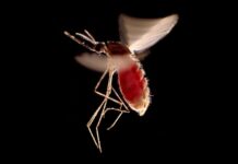 Гедоністичні звички можуть перетворити вас на приманку для комарів