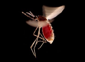 Гедоністичні звички можуть перетворити вас на приманку для комарів