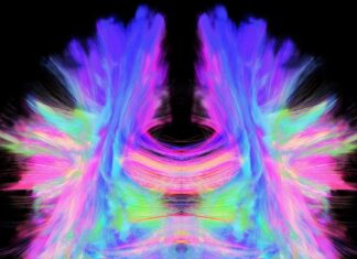 Картина структури мозку не повністю пояснює його функцію