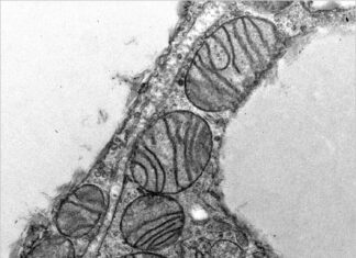Дослідники виявили новий мікропротеїн, який контролює метаболізм жирових клітин мишей