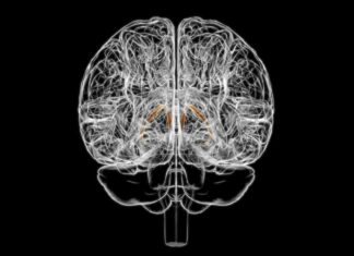 Крихітна структура в мозку може рухатися, скільки ви їсте