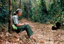 Джейн Гудалл, наполегливий захисник природного світу, померла у віці 91 року.