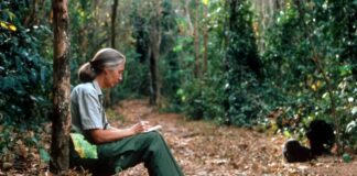 Джейн Гудалл, наполегливий захисник природного світу, померла у віці 91 року.