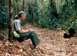 Джейн Гудалл, наполегливий захисник природного світу, померла у віці 91 року.